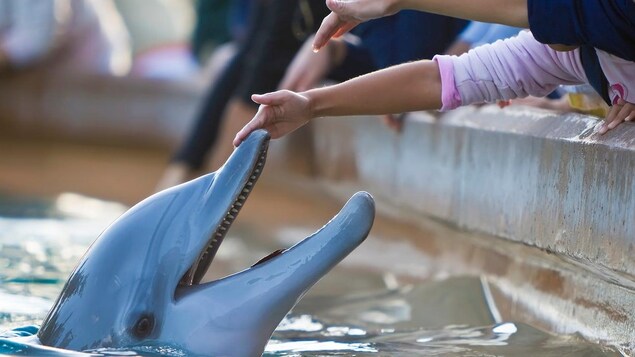 Le parc Marineland fait l’objet d’une enquête de la police du Niagara