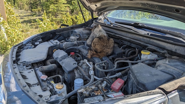 Une marmotte sur le moteur d'un véhicule. 