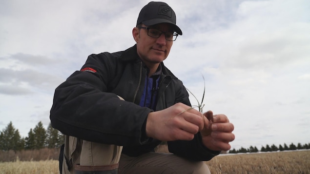 Le producteur Martin Prince évalue une pousse de blé d'hiver dans son champ. 