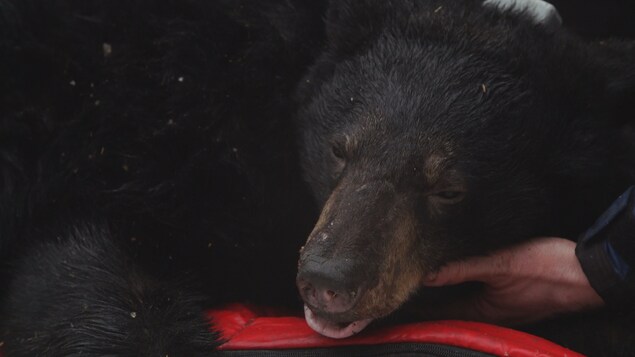 Un scientifique tient la tête d'un ours endormi.