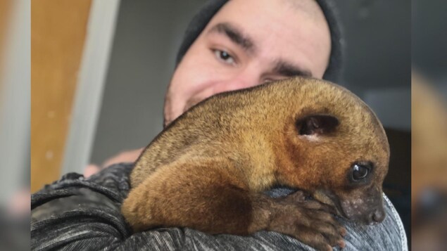 Le kinkajou dans les bras de Maxime Descoteaux.