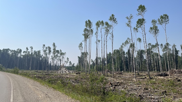 Industrie forestière : Mackenzie constate la fin des années fastes dans l’Ouest