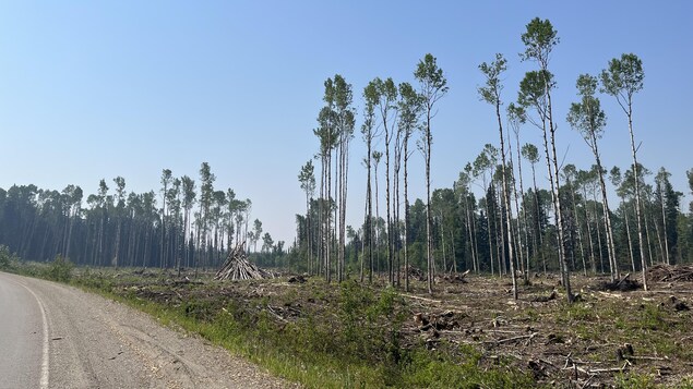 Industrie forestière : Mackenzie constate la fin des années fastes dans l’Ouest