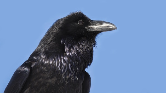 Un corbeau porte son regard au loin.