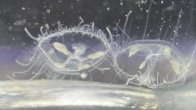 Des méduses trouvées dans un lac du Nord de l’Ontario