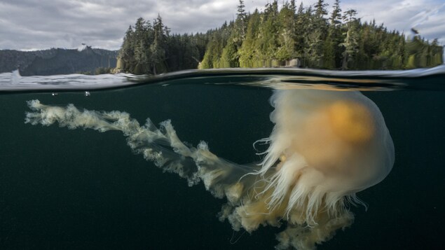Une méduse jaune sous la mer.