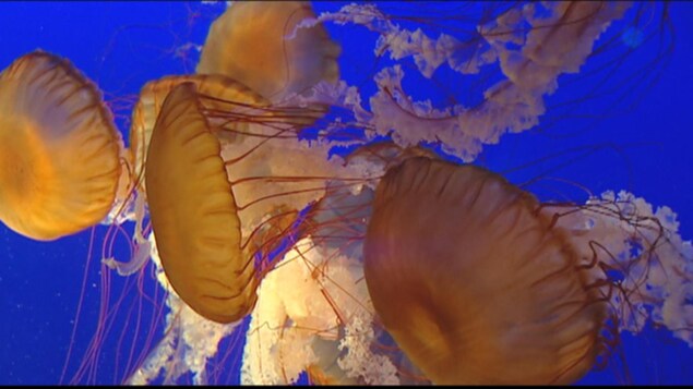 Des méduses à l'Aquarium de Vancouver Des méduses à l'Aquarium de Vancouver