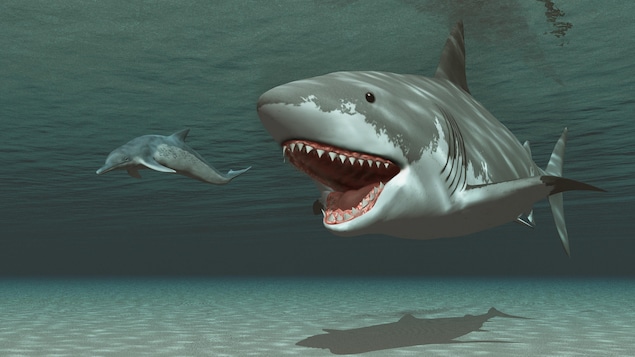 Représentation artistique d'un mégalodon poursuivant un kentriodon, un dauphin géant mesurant 10 mètres de long.