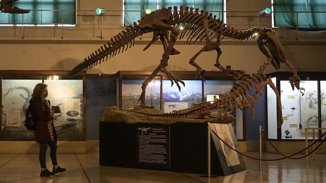 Un squelette de dinosaure dans un musée