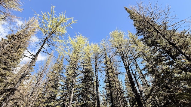 Des arbres dénudés par la chenille de la tordeuse dans le parc national Banff.