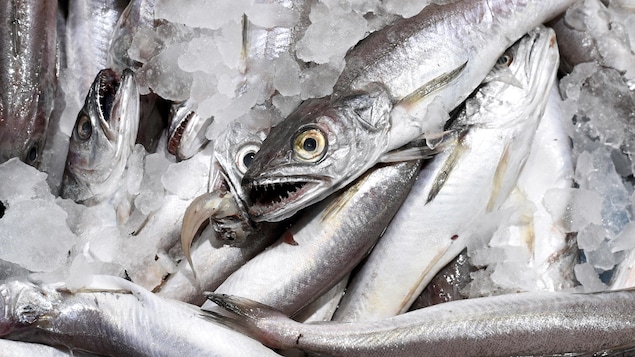Merlus argentés conservés dans de la glace, dans une poissonnerie. Merlus argentés conservés dans de la glace, dans une poissonnerie.