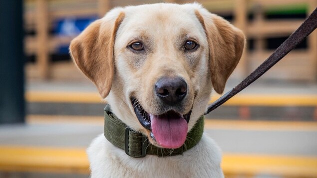 Photo d'un chien la langue sortie attachée à une laisse