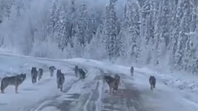 « Tellement cool », un homme filme une meute de loups aux T.N.-O.