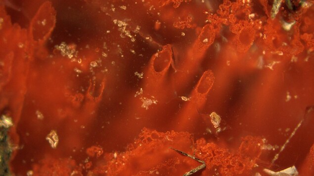 Les restes de micro-organismes sous forme de minuscules tubes découverts dans la ceinture de roches vertes de Nuvvuagittuq, dans le nord du Québec. Les restes de micro-organismes sous forme de minuscules tubes découverts dans la ceinture de roches vertes de Nuvvuagittuq, dans le nord du Québec.