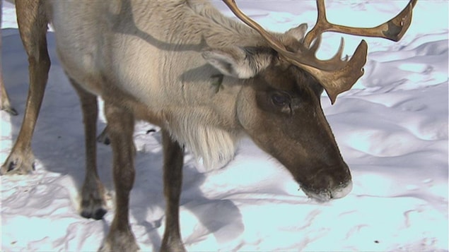 Un caribou forestier