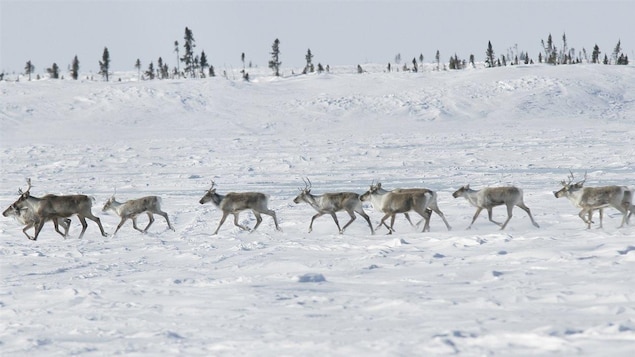 Un troupeau de caribous dans le grand nord canadien
