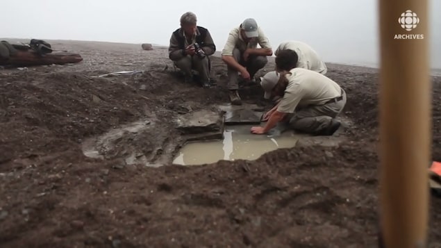 Quatre paléontologues fouillent le site de Miguasha à la recherche de fossiles.