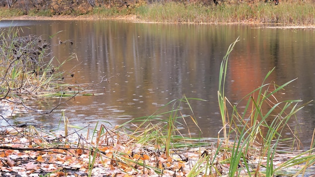 Une étendue d'eau entourée de végétation.