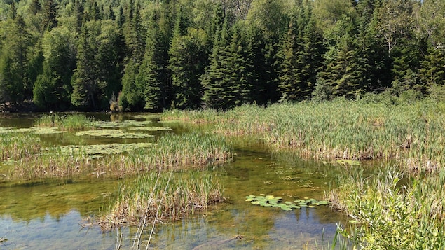 Québec faillit à protéger les milieux humides et à compenser leur perte