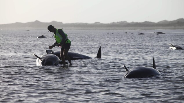Un travailleur du département de conservation de la faune de la Nouvelle-Zélande tente de porter secours à une baleine échouée. Un travailleur du département de conservation de la faune de la Nouvelle-Zélande tente de porter secours à une baleine échouée.