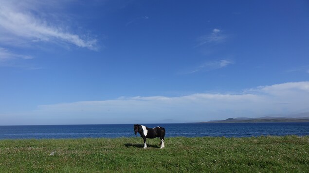 Un cheval dans un champs d'herbe avec la mer en arrière-plan.