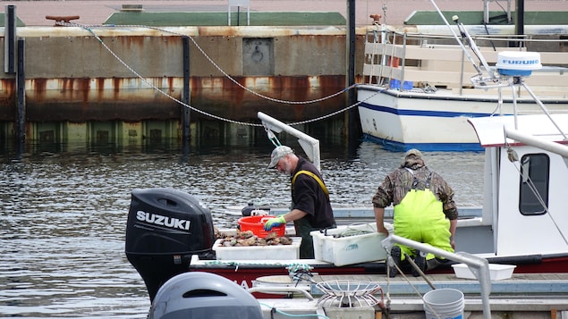 Des pêcheurs sur un bateau font le tri de coquilles Saint-Jacques.