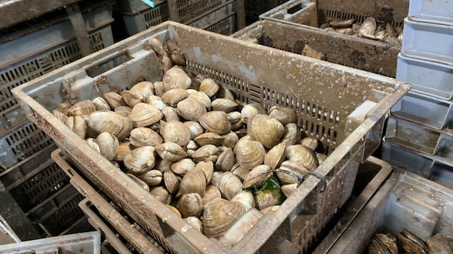 Fiona : un soutien financier d’Ottawa pour les producteurs de mollusques et de crustacés