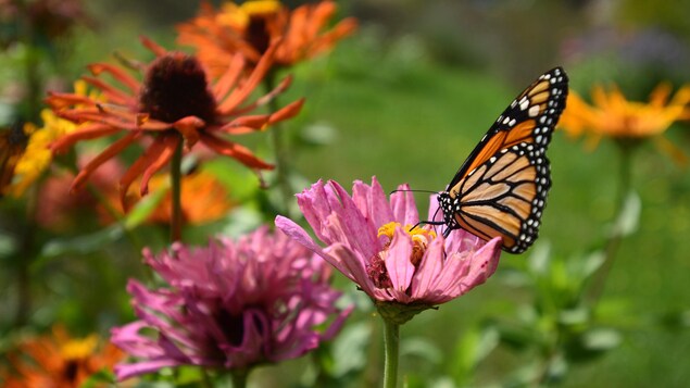 Un papillon monarque posé sur une fleur