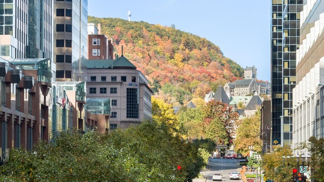 Vue panoramique du mont Royal, entre des immeubles. Vue panoramique du mont Royal, entre des immeubles.
