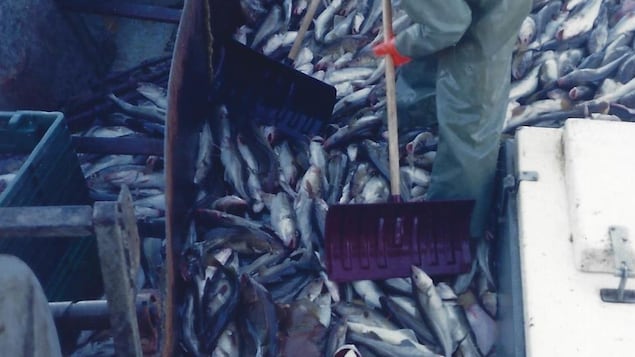Un pescador en medio de una carga de pescado.