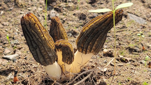 Morilles cultivées en terres québécoises, une première