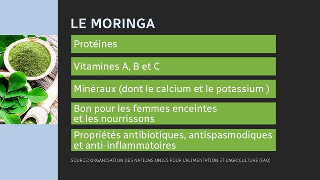 Un tableau donnant les propriétés du moringa : protéines, vitamines A, B et C, Minéraux (dont le calcium et le potassium), bon pour les femmes enceintes et les nourrissons, propriétés antibiotiques, antispasmodiques et anti-inflammatoires. Source des données: Organisation des Nations unies pour l'alimentation et l'agriculture (FAO). Un tableau donnant les propriétés du moringa : protéines, vitamines A, B et C, Minéraux (dont le calcium et le potassium), bon pour les femmes enceintes et les nourrissons, propriétés antibiotiques, antispasmodiques et anti-inflammatoires. Source des données: Organisation des Nations unies pour l'alimentation et l'agriculture (FAO).