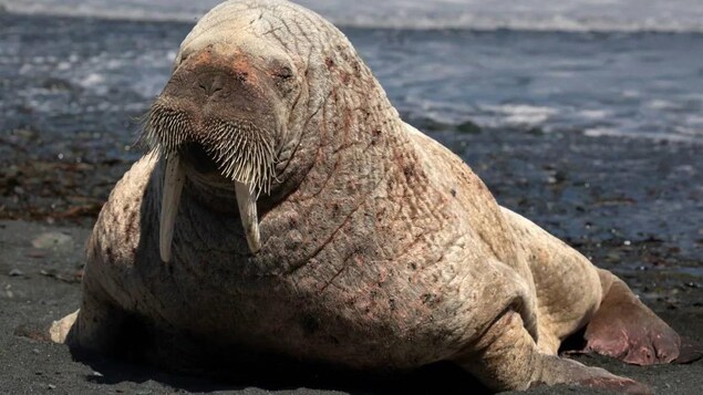 Un morse attire les foules à Terre-Neuve