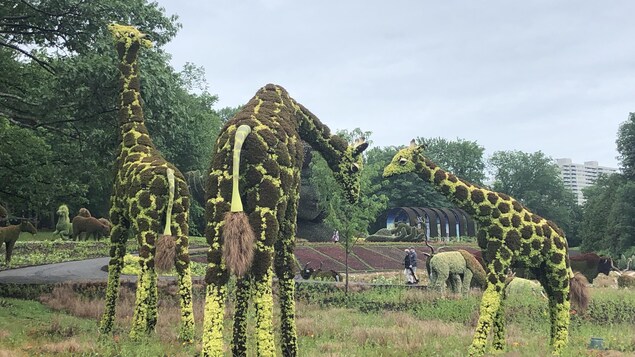 Trois girafes composées de végétaux.