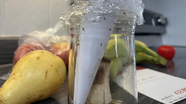 Un piège à mouche à fruit.