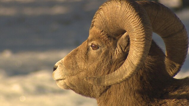 Un mouflon Un mouflon