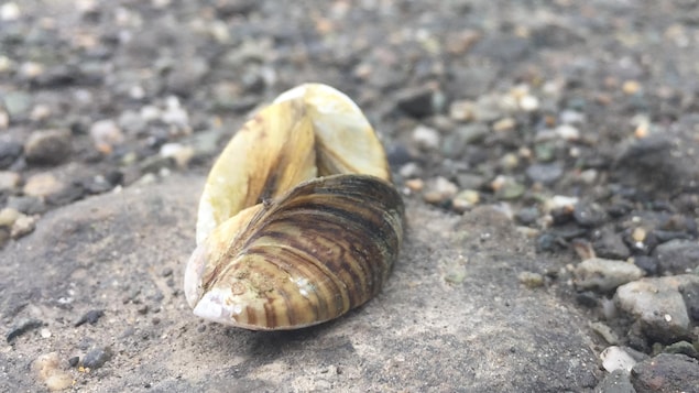 Des étudiants tentent de déterminer si la moule zébrée menace le lac Lyster