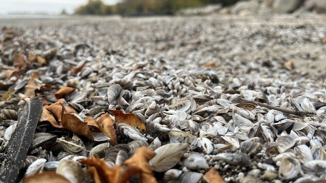 Des moules zébrées