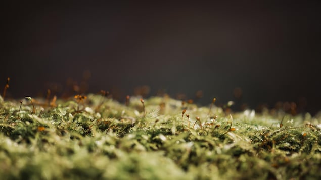 Les bienfaits méconnus de la mousse