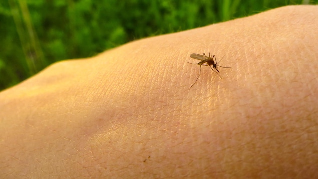 Un moustique en train de piquer une main. 