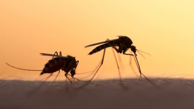 Le moustique Culex pipiens se répand de plus en plus en Alberta