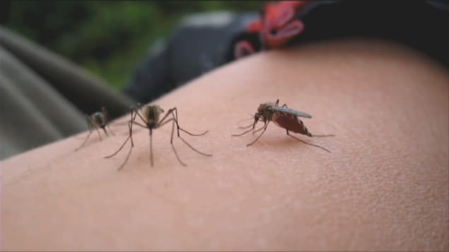 Trois moustiques posés sur un bras.