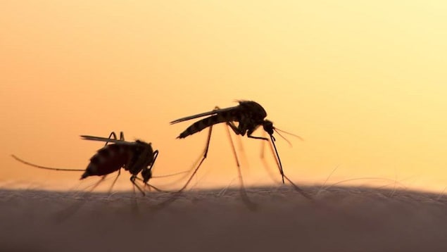Deux moustiques sont posés sur une peau.