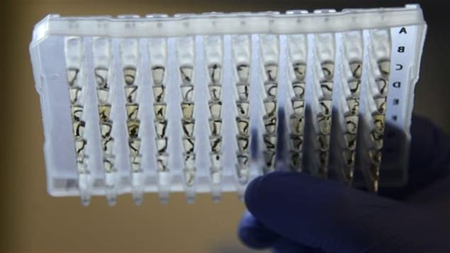 Des moustiques portant le virus Zika étudiés en laboratoire.