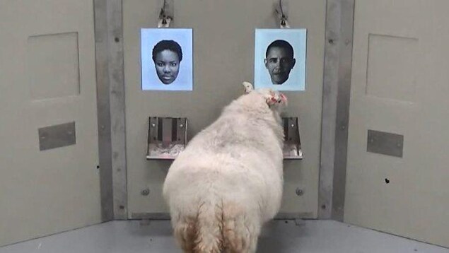 Les chercheurs ont entraîné les moutons à reconnaître les visages de quatre célébrités: Emma Watson, Jake Gyllenhaal, Barack Obama et une journaliste britannique nommée Fiona Bruce. Les chercheurs ont entraîné les moutons à reconnaître les visages de quatre célébrités: Emma Watson, Jake Gyllenhaal, Barack Obama et une journaliste britannique nommée Fiona Bruce.