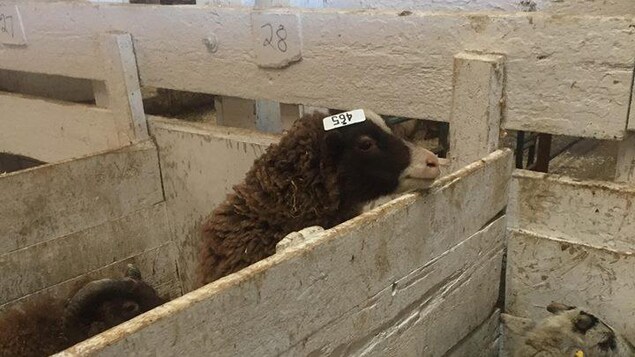 Des moutons dans un enclos intérieur. Des moutons dans un enclos intérieur.