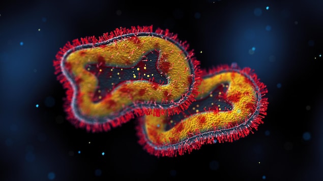 Illustration montrant le virus de la variole simienne. 