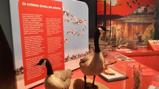 Des bernaches exposées au Musée du Fjord.