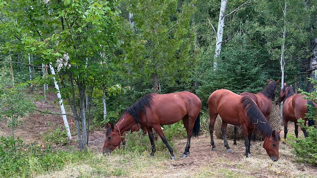 Des chevaux.