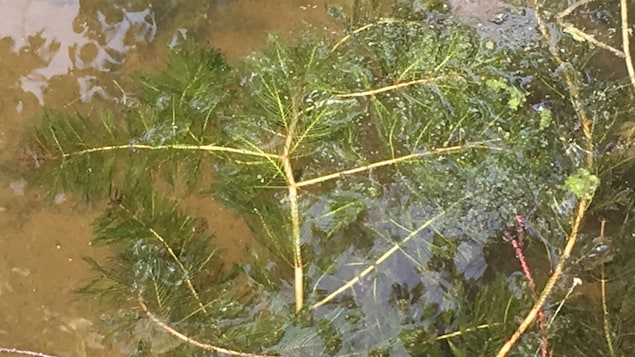 Un plant de myriophylles à épis dans l'eau. 